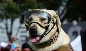 Muere la perrita rescatista Frida