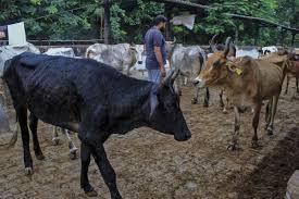 Virus en las vacas, pone en alerta a la India