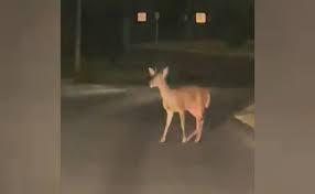 Localizan a pequeño venado en Bugambilias, Tlajomulco