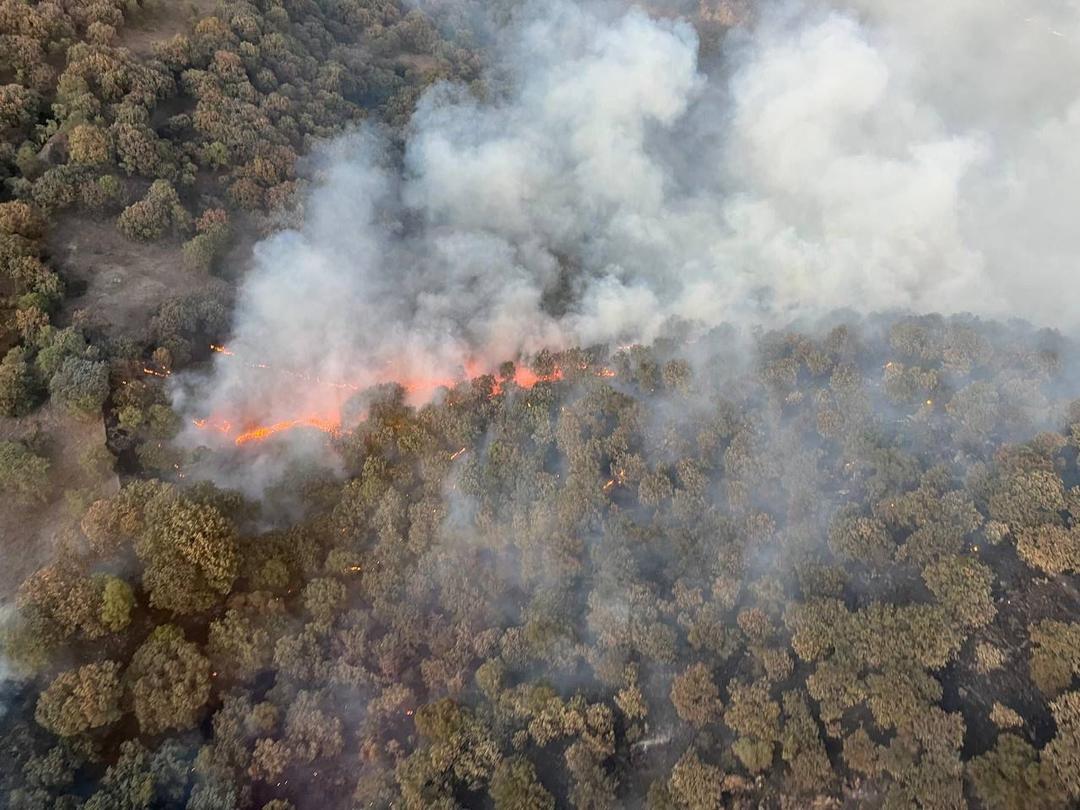 Más de mil hectáreas afectadas tras incendios: Semadet