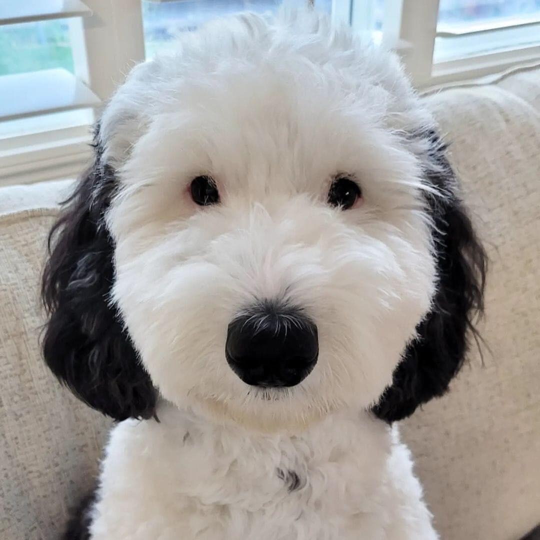 ¡Snoopy es real! Perrito se viraliza por su parecido al personaje de dibujos animados