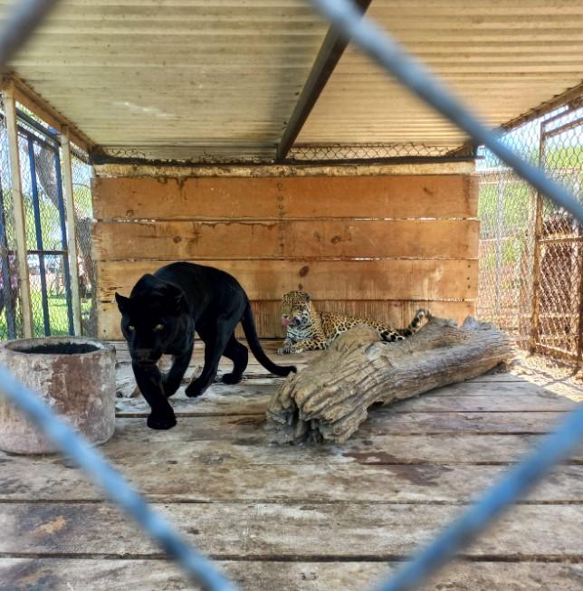 La FGR aseguró en cateo diversos animales silvestres en La Barca, Jalisco