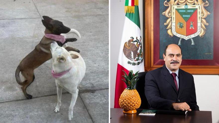 VIDEO VIRAL: Alcalde morenista mata a dos perros en Michoacán