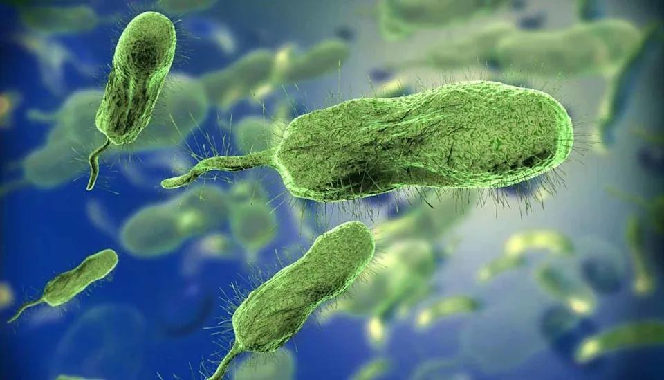 Bacteria carnívora en Japón: Aumentan los casos de la enfermedad que mata en 2 días