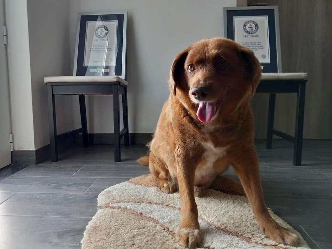 Bobi: ¿Cuántos años tenía el perro más viejo del mundo?