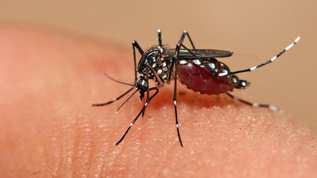 Dengue: Aumento de casos pone en alerta a Jalisco