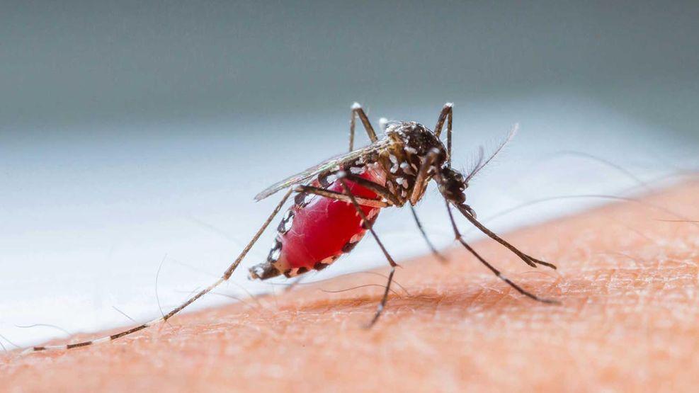 Dengue: ¿Hay un brote de casos en México?