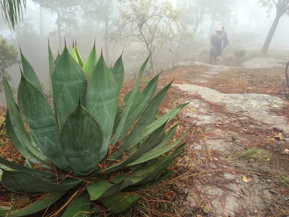 Jalisco: Habrá festejos por el Día Internacional de la Raicilla en el Estado