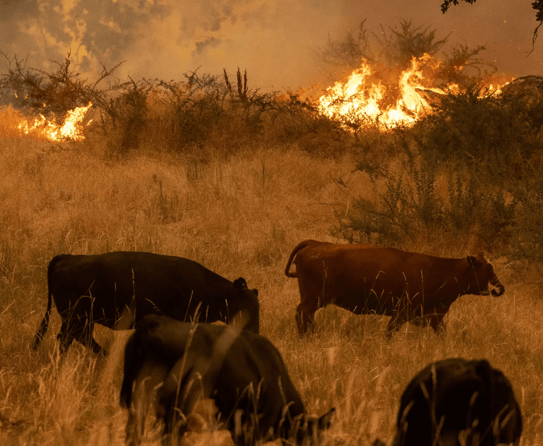 Texas: Animales huyen de forma desesperada de incendios forestales