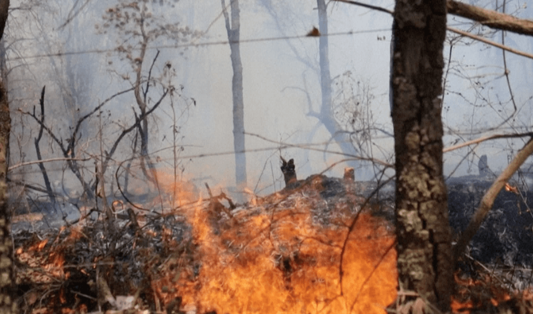 Incendios forestales en México arrasan con más de 3.000 hectáreas