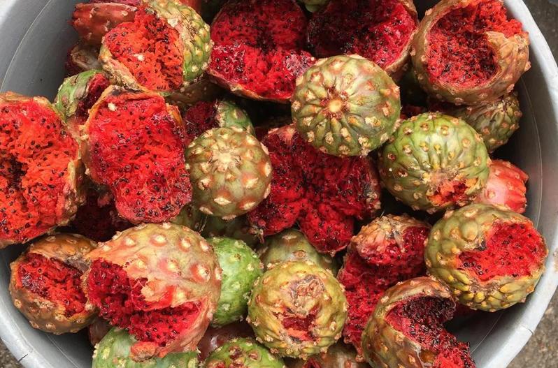 Feria de la Pitaya 2024: ¡No te la puedes perder! Te decimos dónde es y cuándo inicia