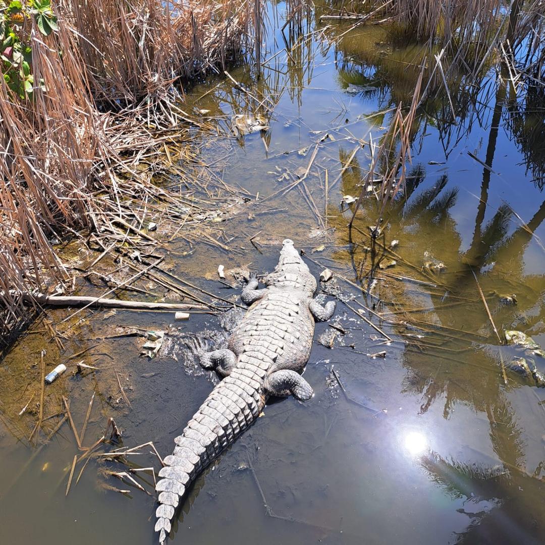 Puerto Vallarta: Reubican a gigantesco cocodrilo de 300 kilos