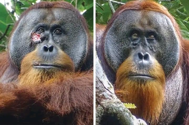 Viral: Orangután sorprende a científicos por curarse solo un herida