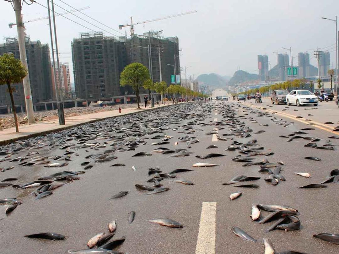“Lluvia” de peces sorprende a habitantes en Irán