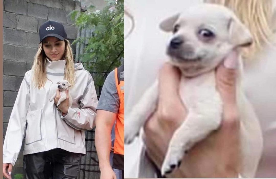 Perrito Alberto, de vivir en la calle a vivir con Mariana Rodríguez y Samuel García