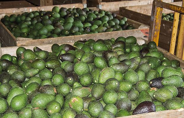 Michoacán: Suspenden temporalmente exportación de aguacate a Estados Unidos