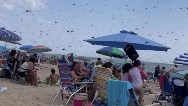 Viral: ¡Ay no! Libélulas gigantes invaden playa en Estados Unidos