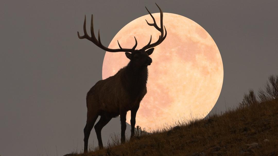 Luna del Ciervo 2024: ¿Cuándo y a qué hora podrás verla en México?