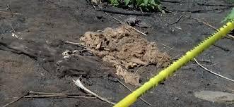 Colectivo Corazones de Jalisco localizan posibles restos humanos cerca del fraccionamiento El Mirador, El Salto