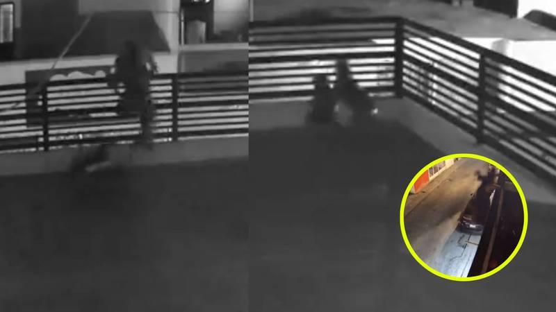 Perros frustran robo en una vivienda de Saltillo, Coahuila