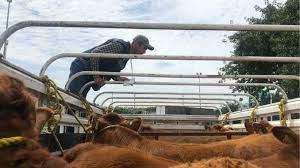 Jalisco fortalece vigilancia en movilización agropecuaria