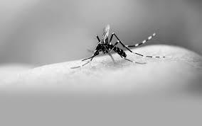 Disminuyen casos de dengue en Jalisco: UdeG