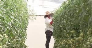 Pretenden mejorar condiciones a trabajadores de cadenas productivas del chile y tomate en Jalisco