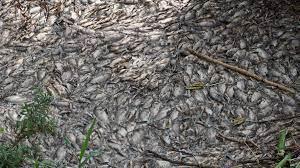 Ecocidio en Ayotlán: Miles de peces muertos por derrame de desechos