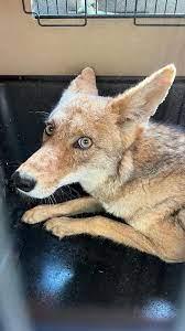 Salen al patio y se encuentran un coyote: Tlajomulco