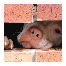 Sacrificio de perros, un tema del que tenemos que hablar