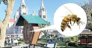 Abren hotel para abejas en Costa Rica
