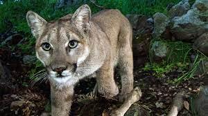 ¿Qué hago si encuentro algún animal salvaje?