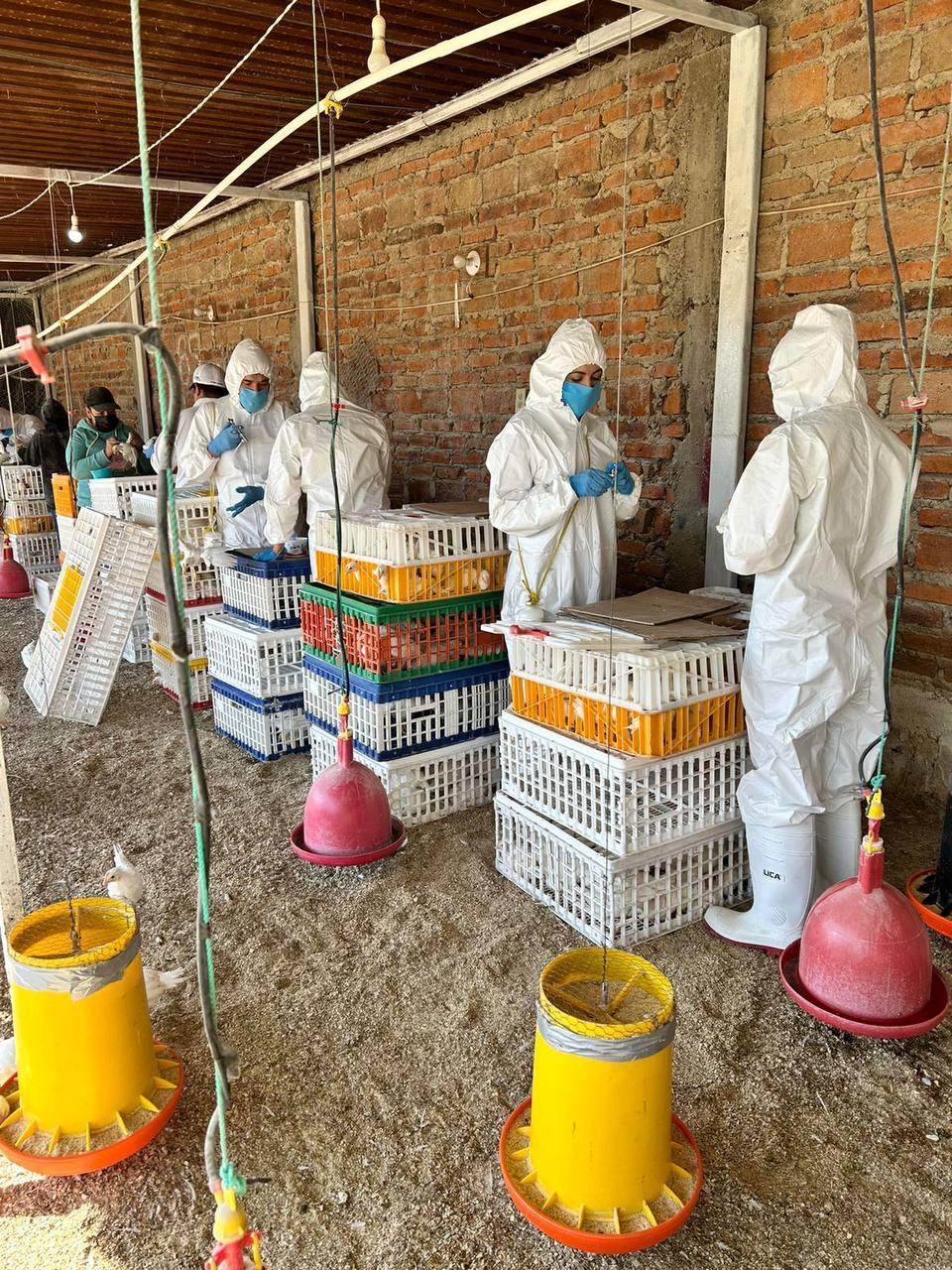 Jalisco avanza en la vacunación contra la influenza aviar