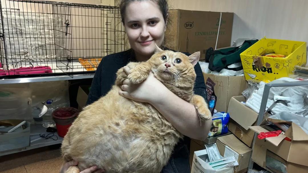 VIRAL: Conoce a ‘Migajas’, un gato que pesa 17 kilos