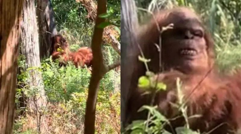 Pie grande: Tiktoker graba a criatura enorme en el bosque y se hace viral