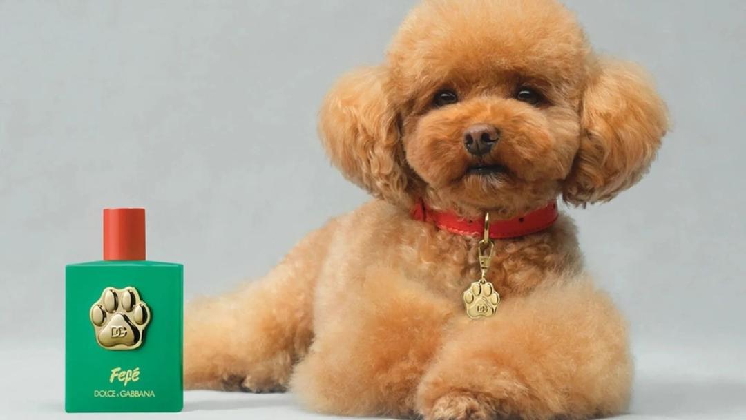 Fefé: ¡Ah perro! Dolce & Gabbana sorprende con perfume para tu mascota.