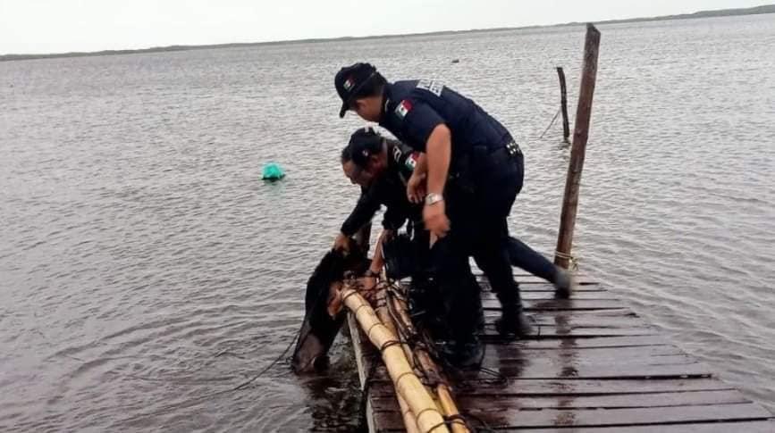 VIRAL: ¡Indignante! Un perro fue amarrado en un muelle de Yucatán durante el paso de Milton