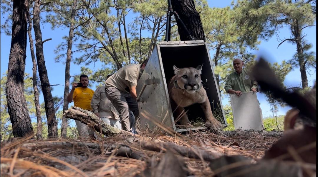 Viral: Así fue la feliz liberación del puma hallado en Tonalá