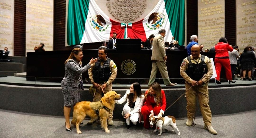 Senado avala reforma de protección animal; va a congresos estatales