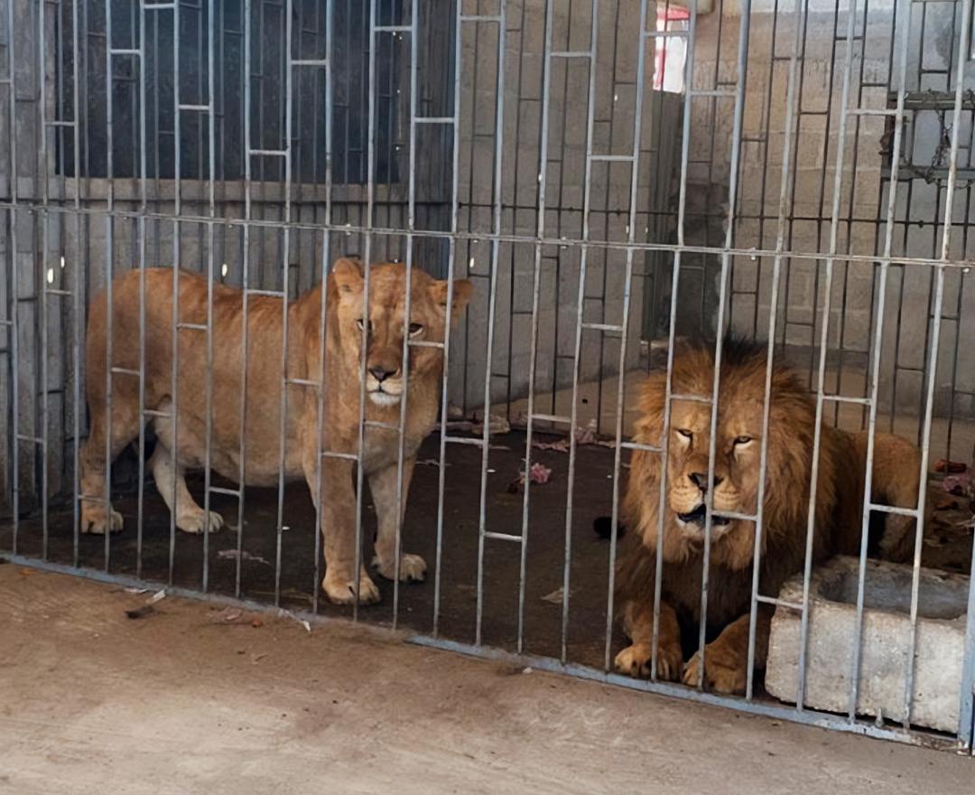 Profepa rescata a dos leones que estaban desnutridos en jaula