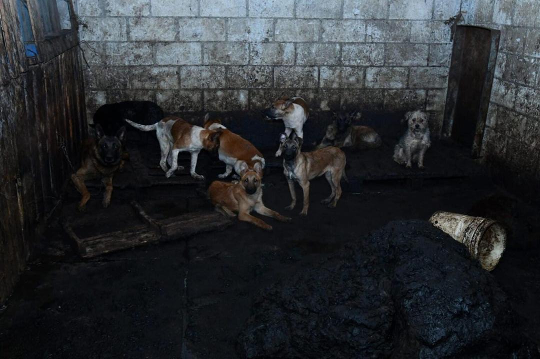 VIRAL: ¿Tacos de perro? Rescatan a 100 canes en el Estado de México