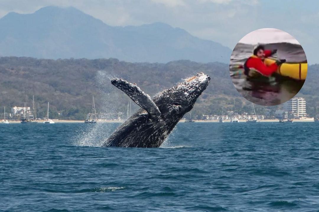 Viral: Joven es tragado por ballena jorobada, pero se salva