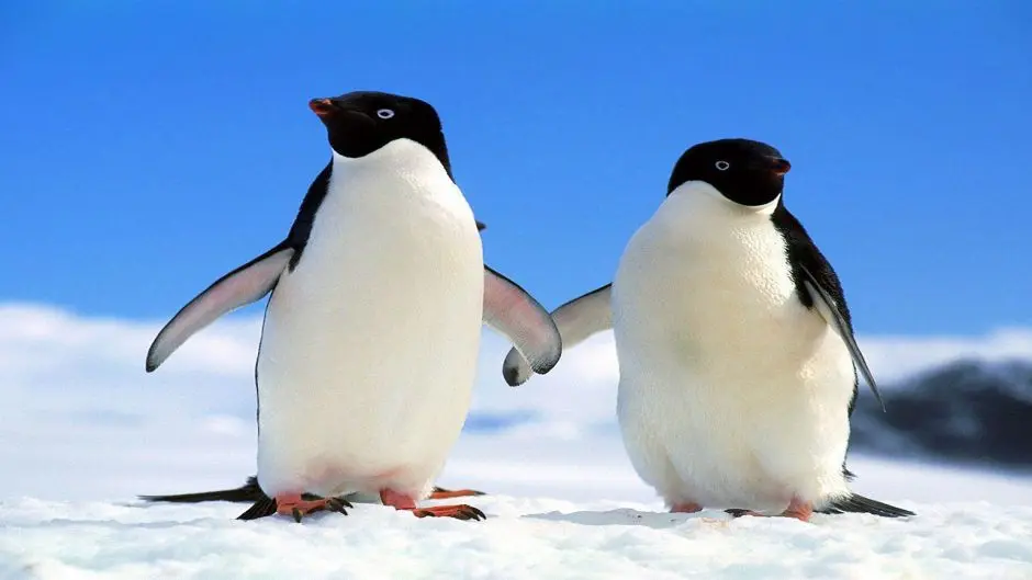 Los pingüinos podrían ayudar al cambio climático