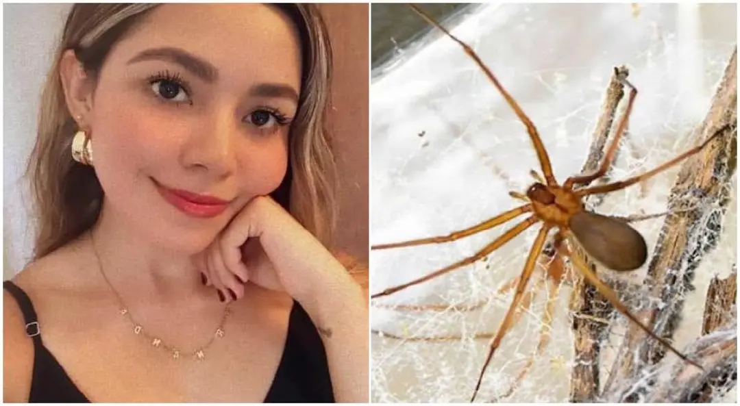Sonora: Muere joven al ser picada por una araña violinista