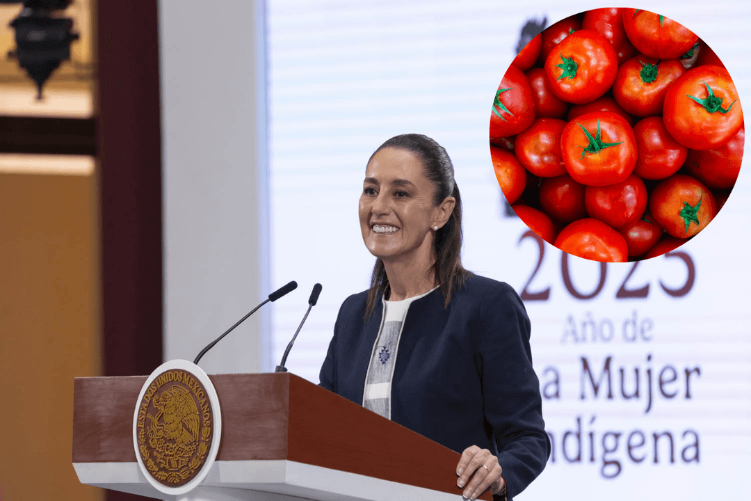 Claudia Sheinbaum asegura que el jitomate seguirá exportándose a EU