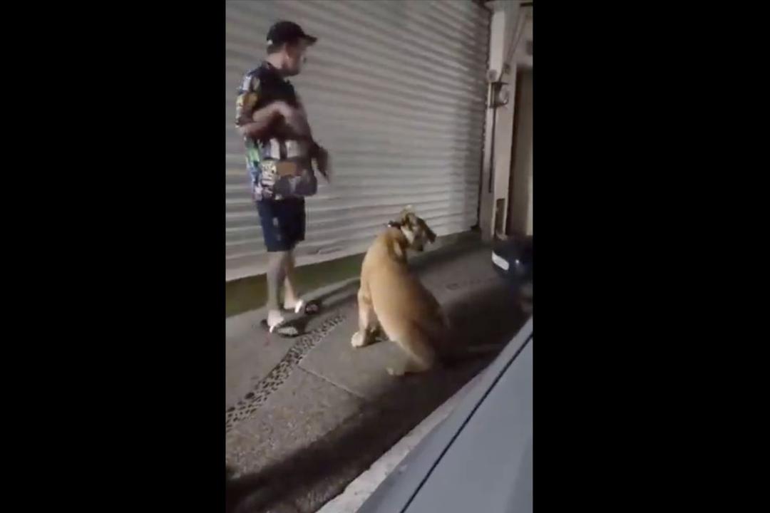 Puerto Vallarta: Mira el león viral que paseo por las calles