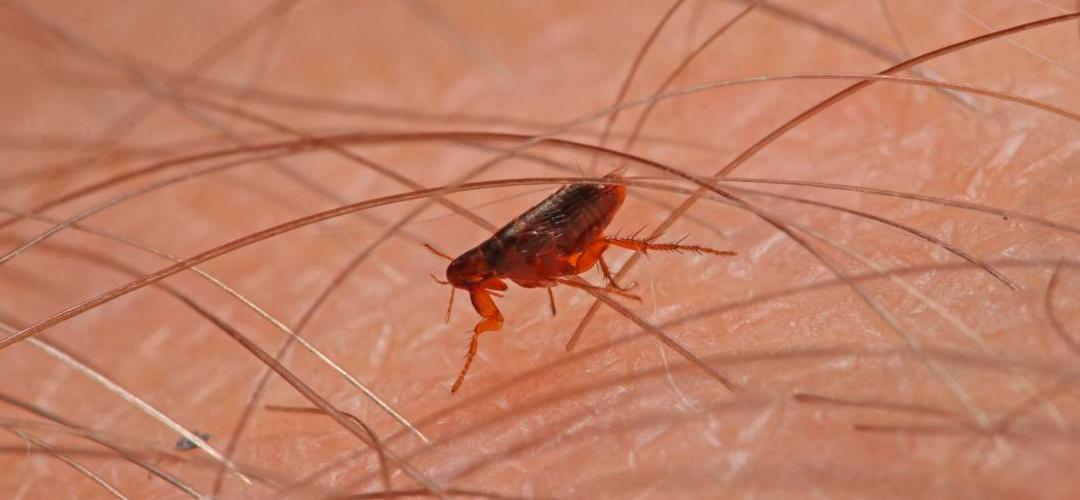 California: Hombre da positivo por Peste después de acampar