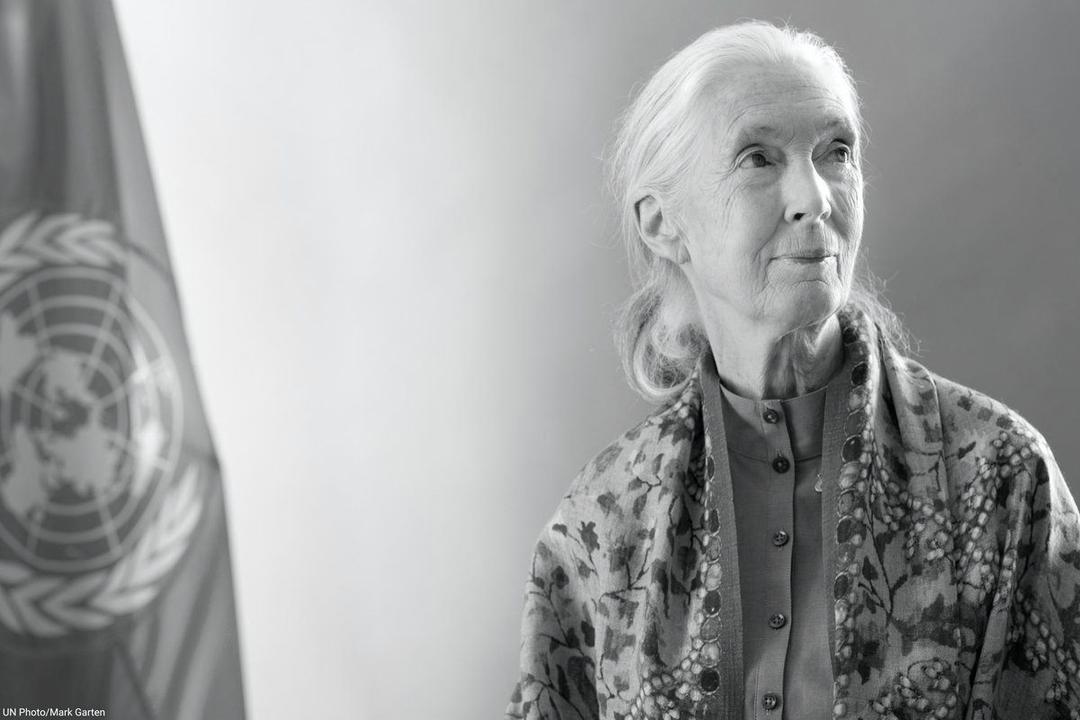 Muere Jane Goodall, pionera en el estudio de los chimpancé