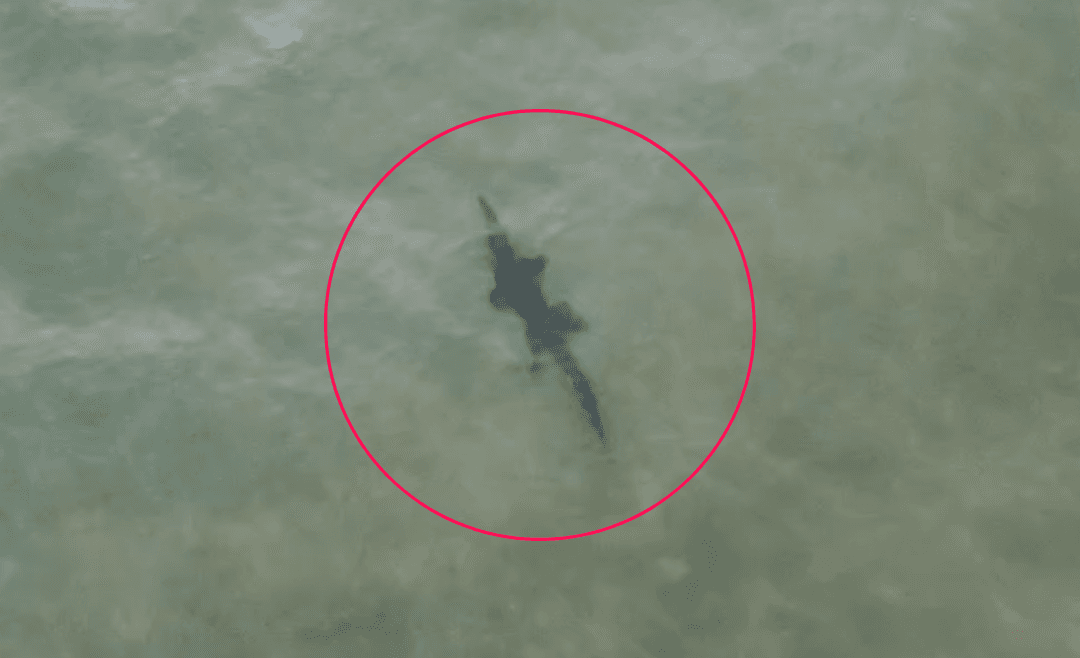 VIDEO: Captan un cocodrilo en playas de Tenacatita