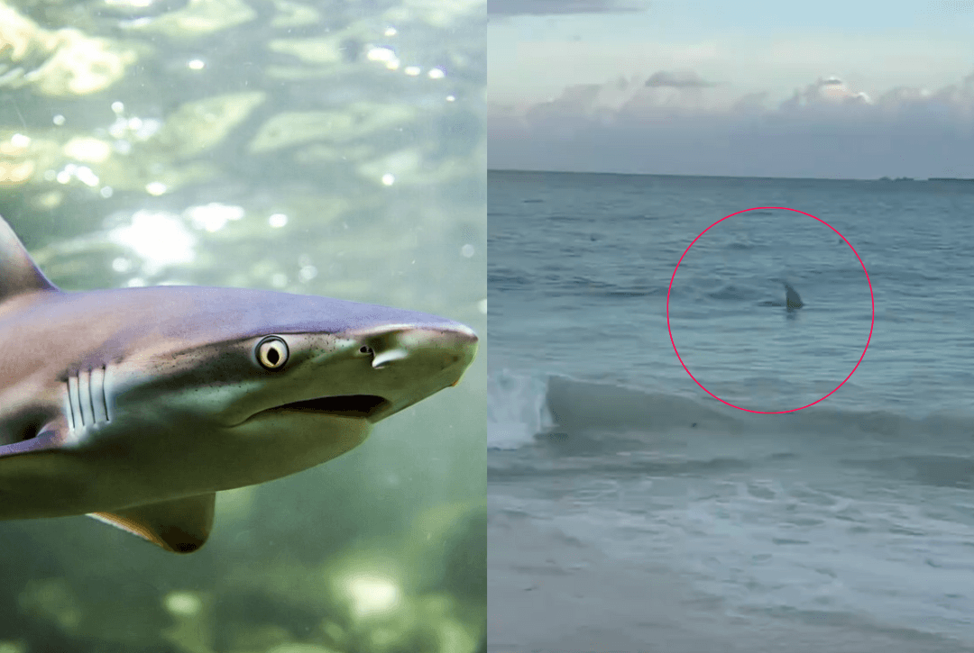 VIDEO: ¿Captan tiburones en Cancún? Esto sabemos